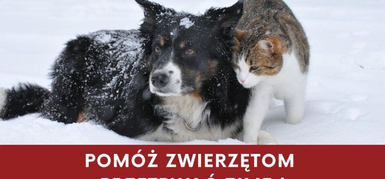 Akcja „Pomóżmy zwierzętom przetrwać zimę”